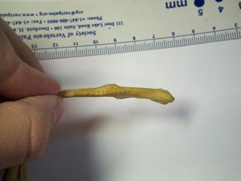 Media type: image;   Herpetology R-4702